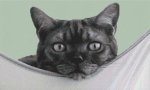 (image for) Cat Nap